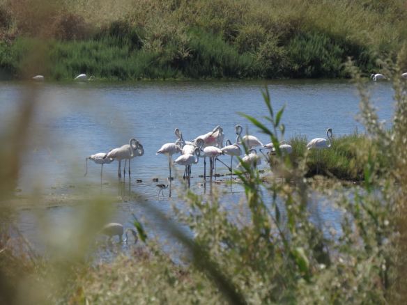 Flamingos Tagus estuary