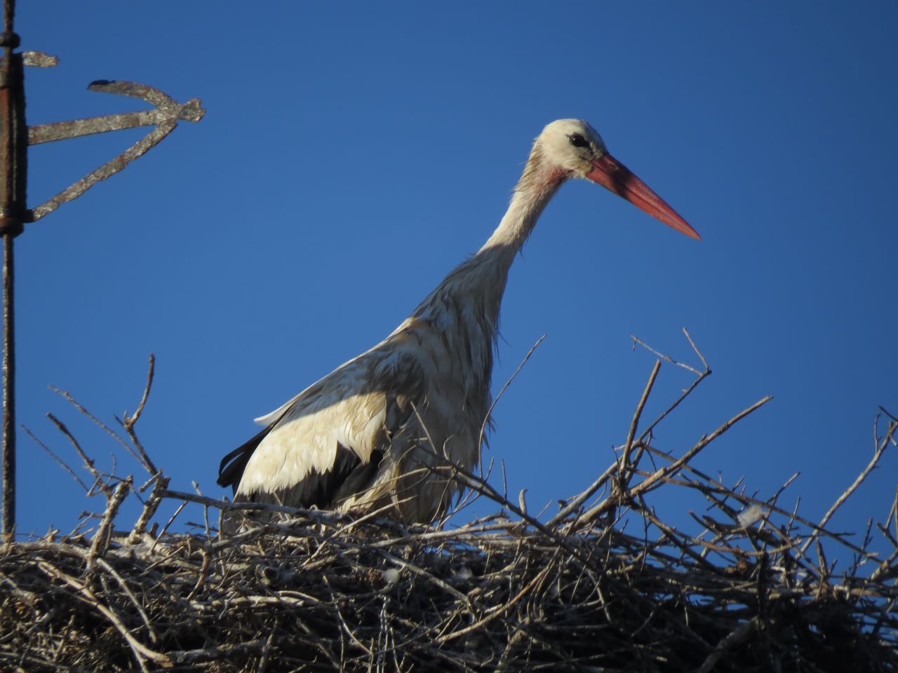 Portugal – Alcacer do Sal, White Stork