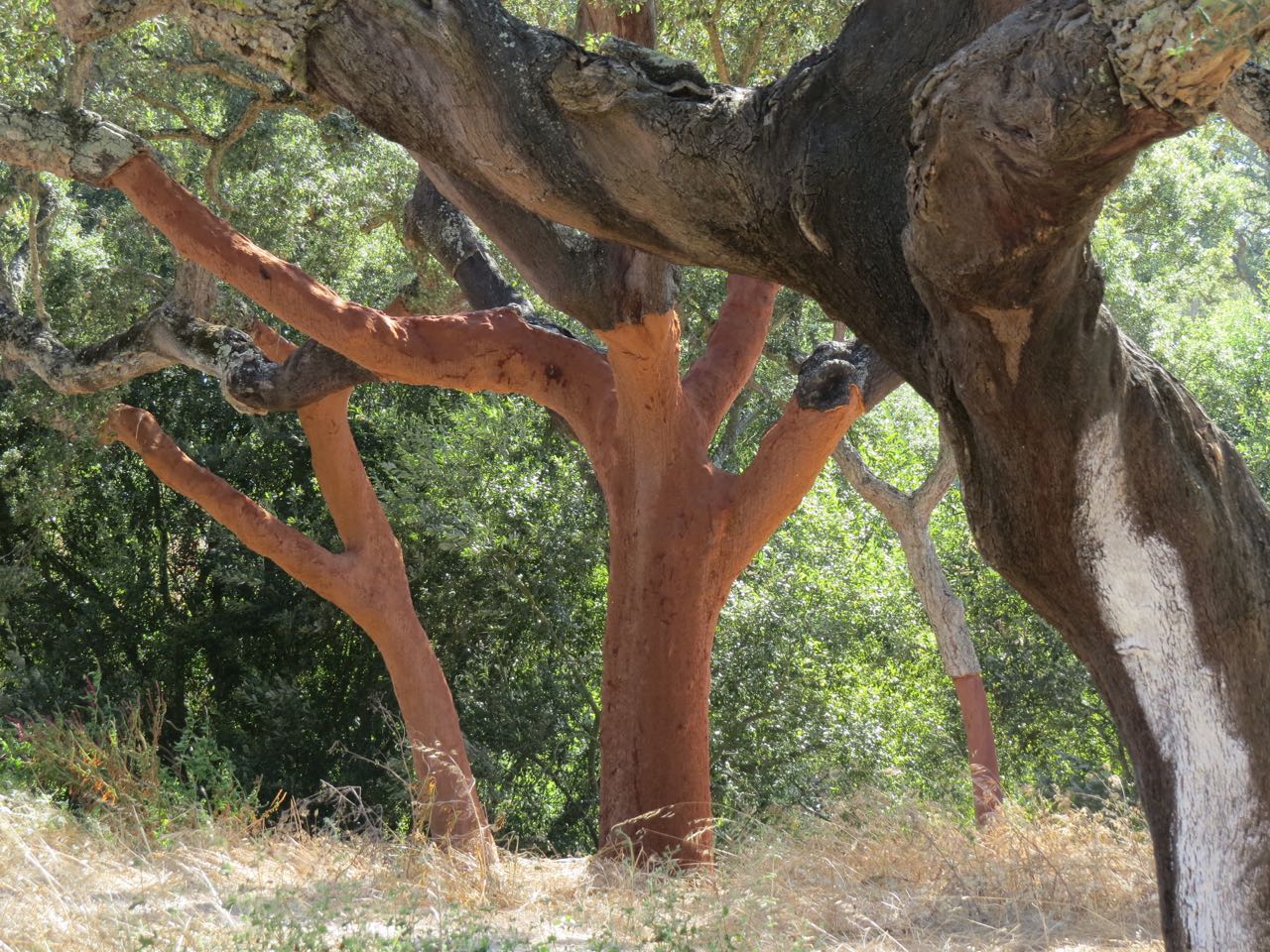 Portugal – Cork oak