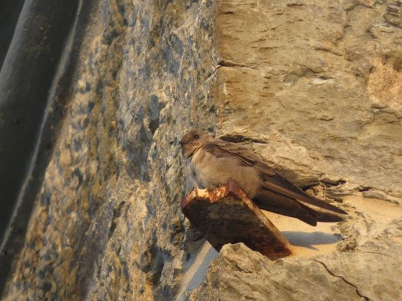 Portugal – Eurasian Crag Martin